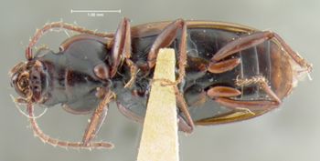 Media type: image;   Entomology 16293 Aspect: habitus ventral view